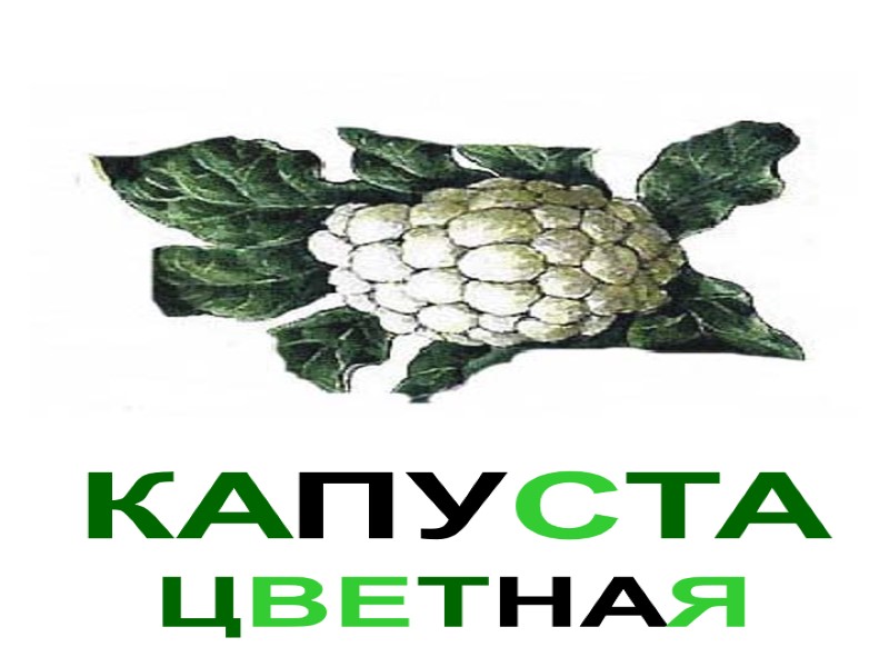 КАПУСТА ЦВЕТНАЯ